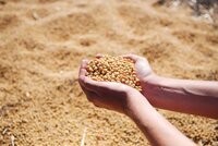 大豆の輸送リスクとその軽減方法について