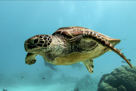 MEPC 76 10th -17th June 2021: Summary of Outcome