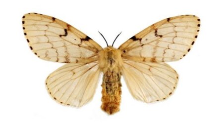 Flighted Spongy Moth Complex